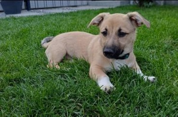 Hundekind sucht Bestplatz