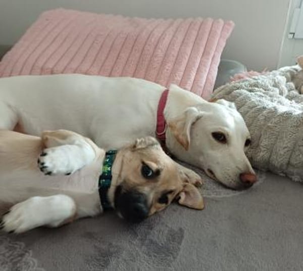 Hundekind sucht Bestplatz