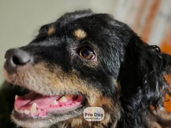 Rudi auf Pflegestelle