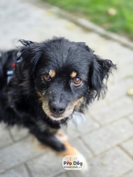 Rudi auf Pflegestelle