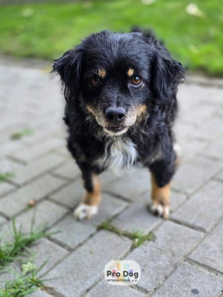 Rudi auf Pflegestelle