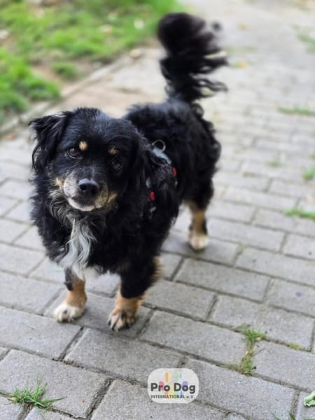 Rudi auf Pflegestelle