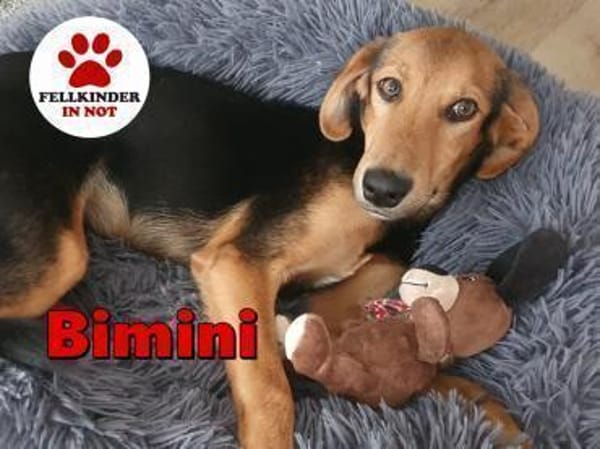 kleiner Bimini sucht seine Familie
