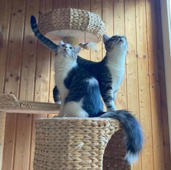 Rocco und Sally
