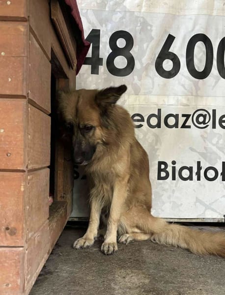 Gaja