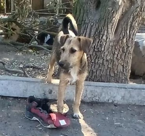 Jamy sucht Familienanschluß