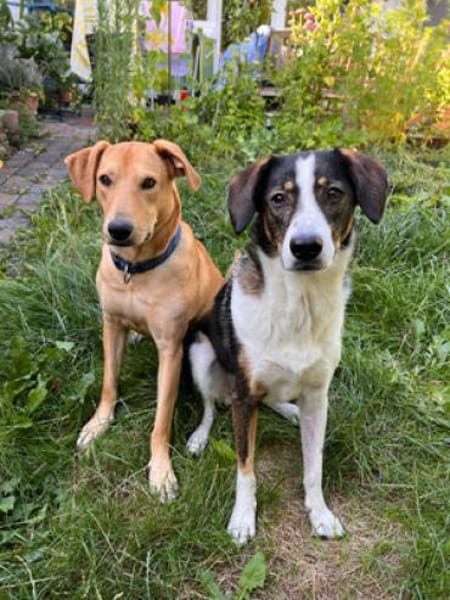Clementine - wer hat ein Körbchen frei