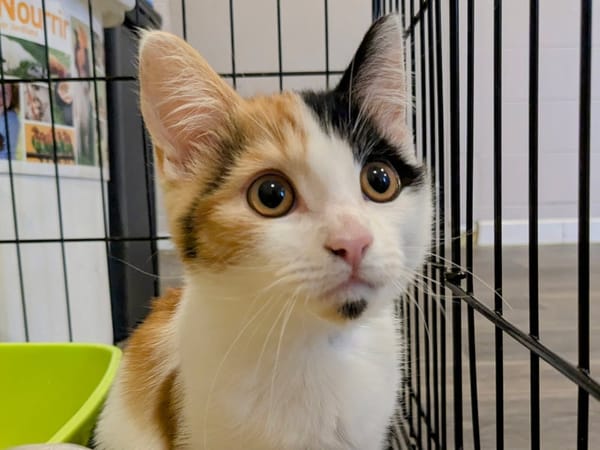 NAYA