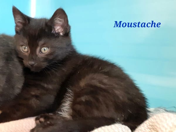 Moustache