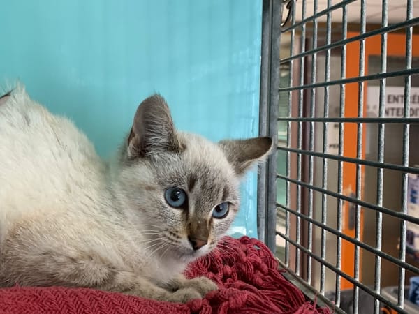 Cacahuete [Chaton]