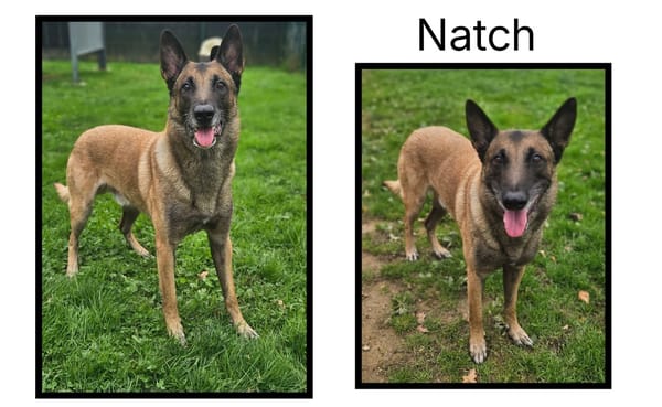 NATCH