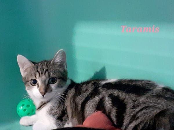 Taranis