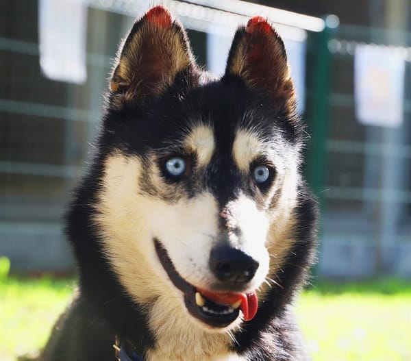 BALTO