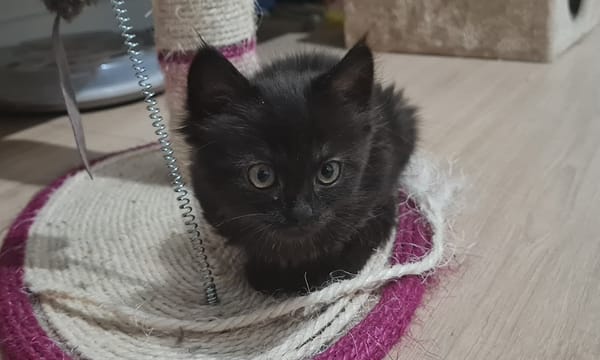 SALEM