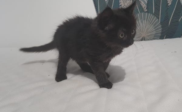 SALEM