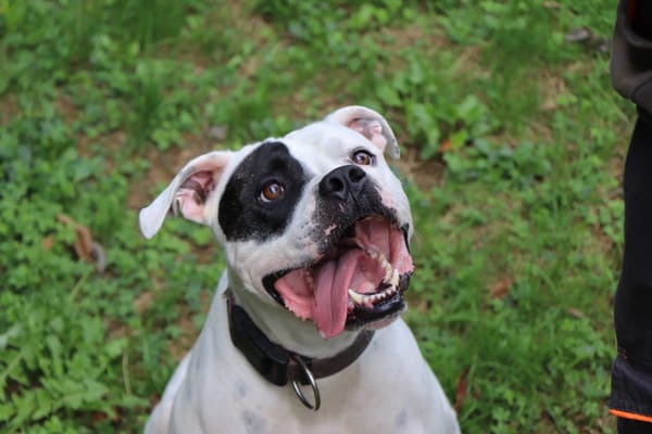 TYSON