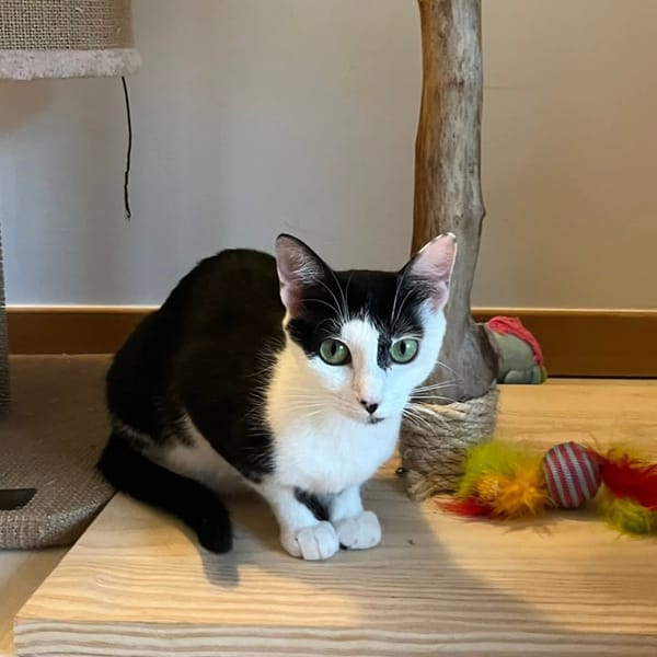NAHLA
