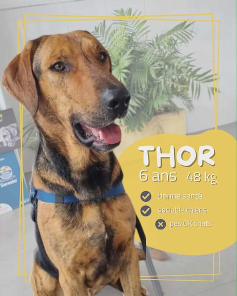 THOR