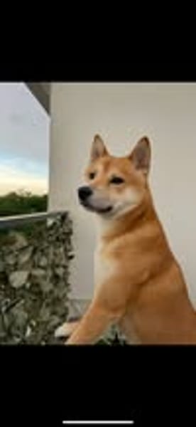 SHIRO