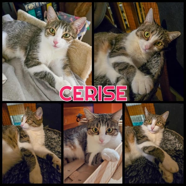 CERISE Toute jeune femelle