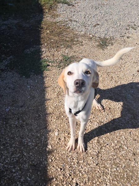 YUMA una dolcissima pelosetta in cerca di amore