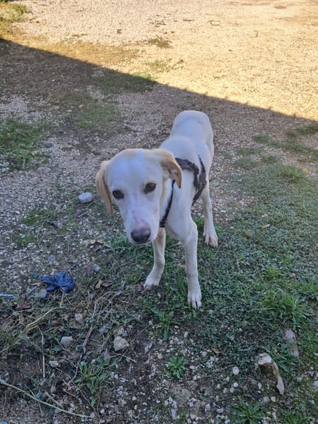 YUMA una dolcissima pelosetta in cerca di amore