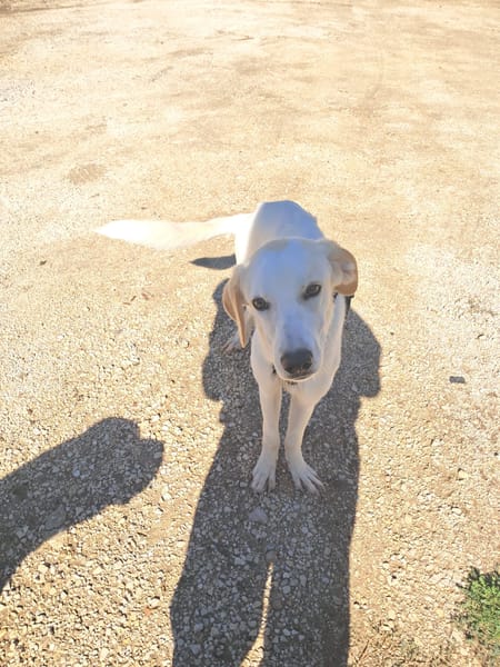 YUMA una dolcissima pelosetta in cerca di amore