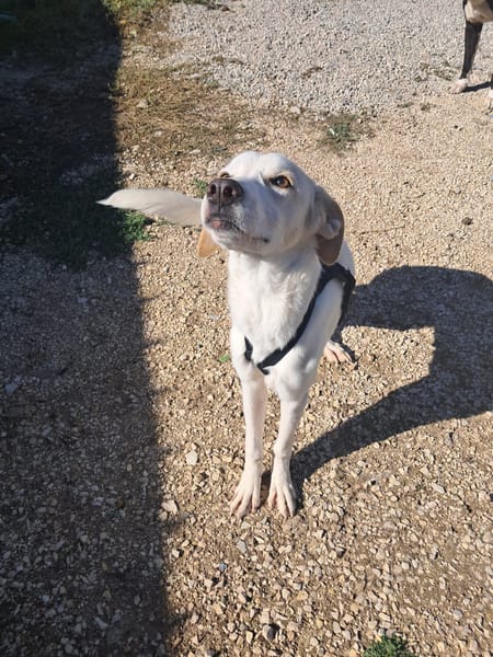YUMA una dolcissima pelosetta in cerca di amore