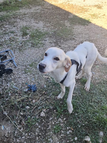 YUMA una dolcissima pelosetta in cerca di amore