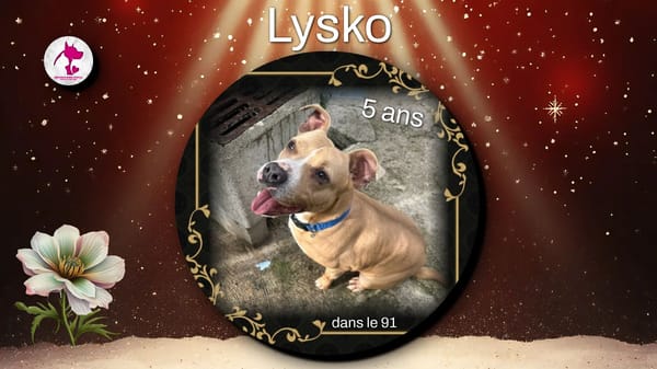 Lysko