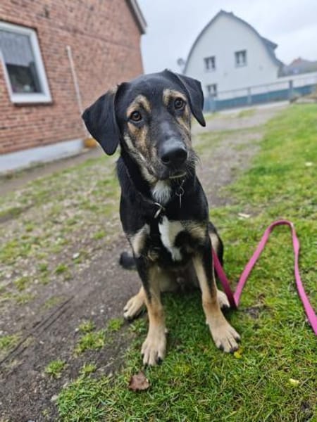💚Fröhlicher Finnley sucht sein Glück 💚