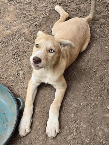 Sensibles soziales Hundekind SADY ♥