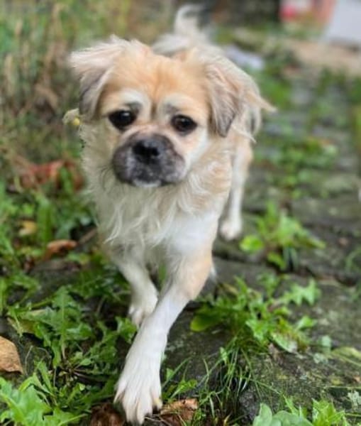 Mushu, geb. ca. 09/2024, 47574 Goch