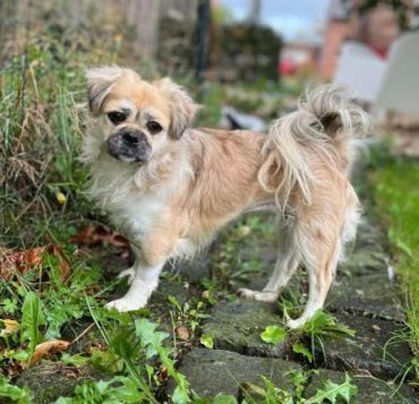 Mushu, geb. ca. 09/2024, 47574 Goch