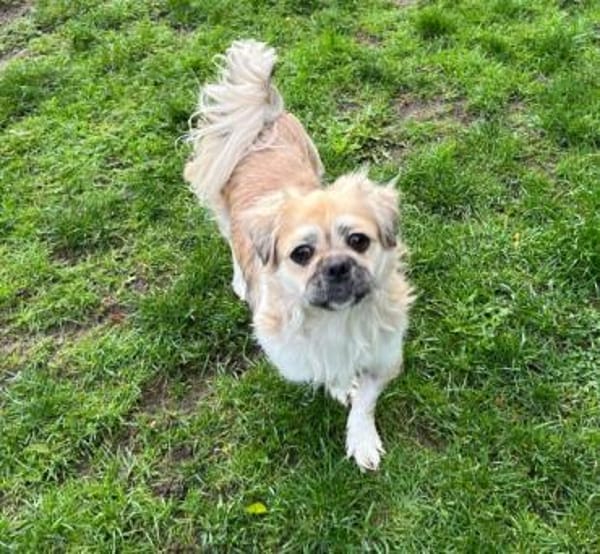 Mushu, geb. ca. 09/2024, 47574 Goch
