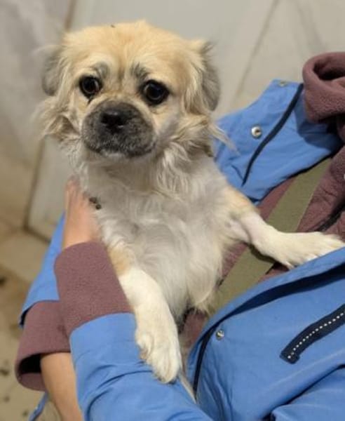 Mushu, geb. ca. 09/2024, 47574 Goch