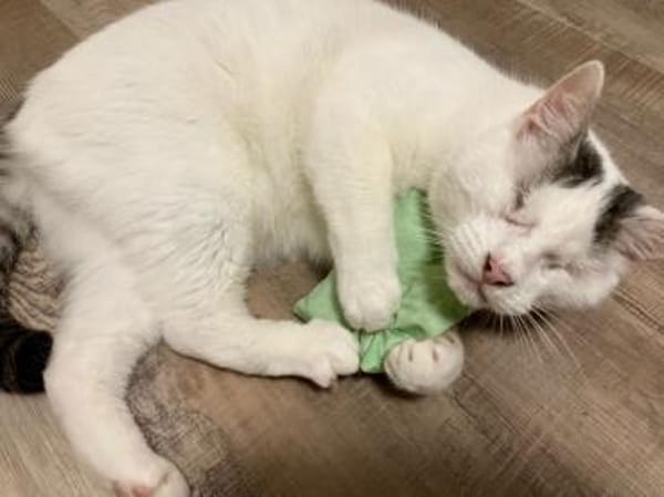 Kater Amiro liebt seine Menschen sehr