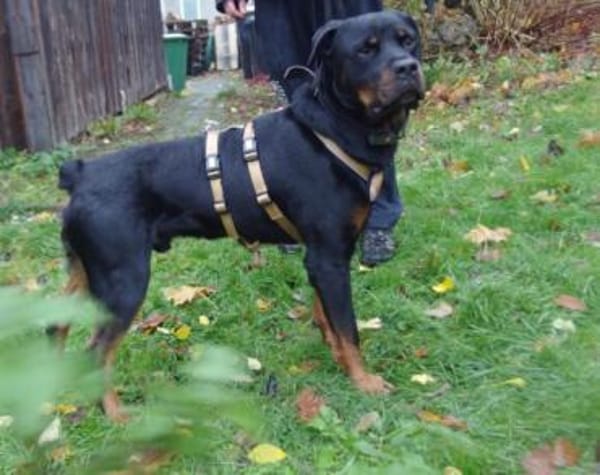 Elrik-Wo sind die Rotti-Fans?