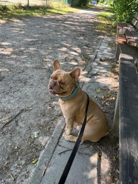 Happy  Besonderer Charakterhund