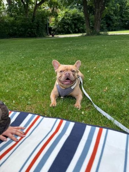 Happy  Besonderer Charakterhund