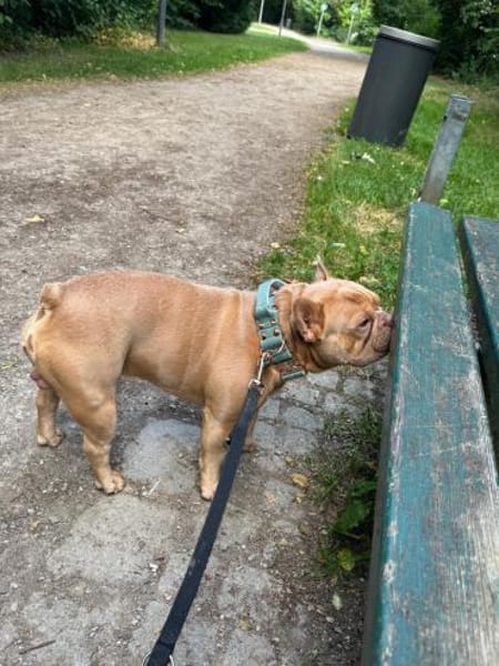 Happy  Besonderer Charakterhund