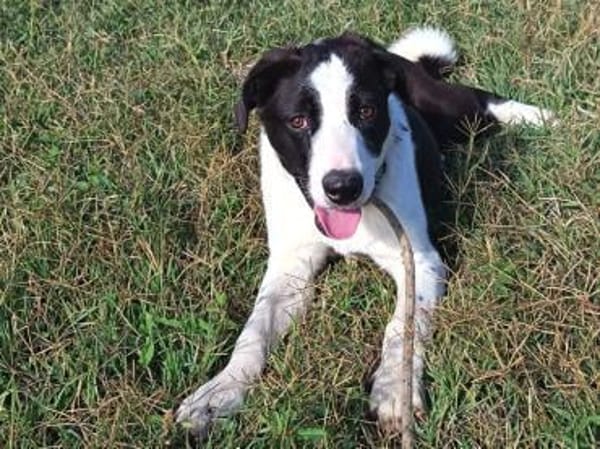 Zoe ist ein absoluter Herzhund
