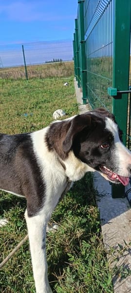 Zoe ist ein absoluter Herzhund