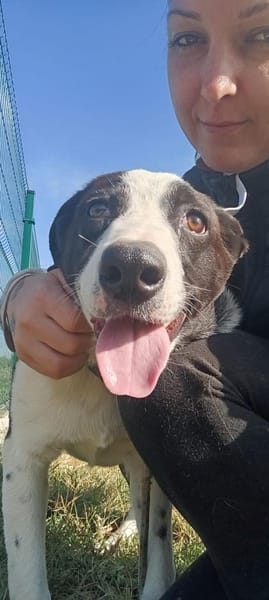 Zoe ist ein absoluter Herzhund