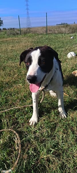 Zoe ist ein absoluter Herzhund
