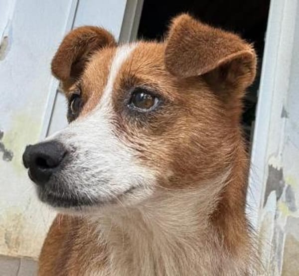 Liebe, verschmuste Heidi