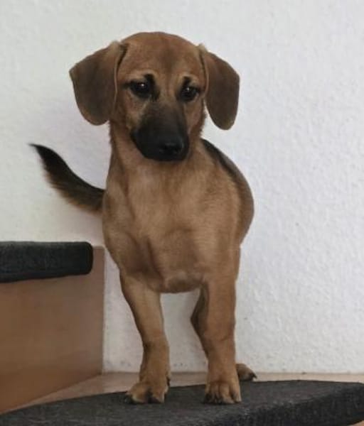 ZIRA 💝 zauberhafte Welpe!