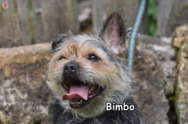 BIMBO