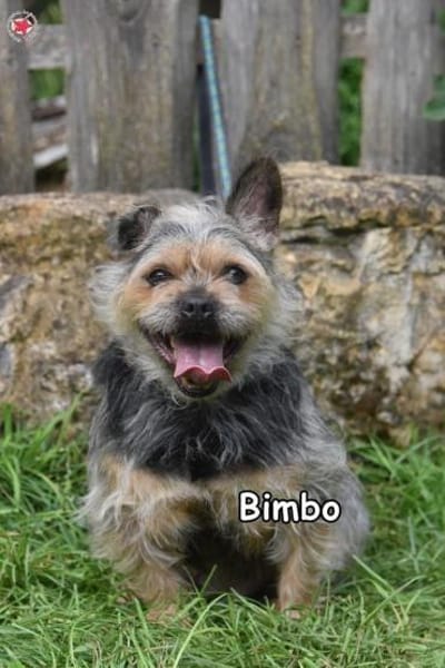 BIMBO