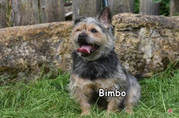 BIMBO